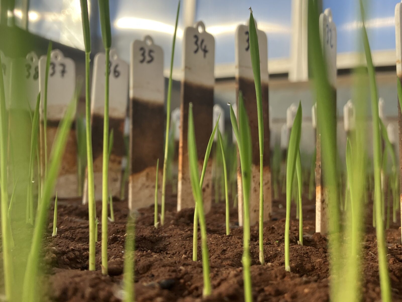 Rice plant breeding trials