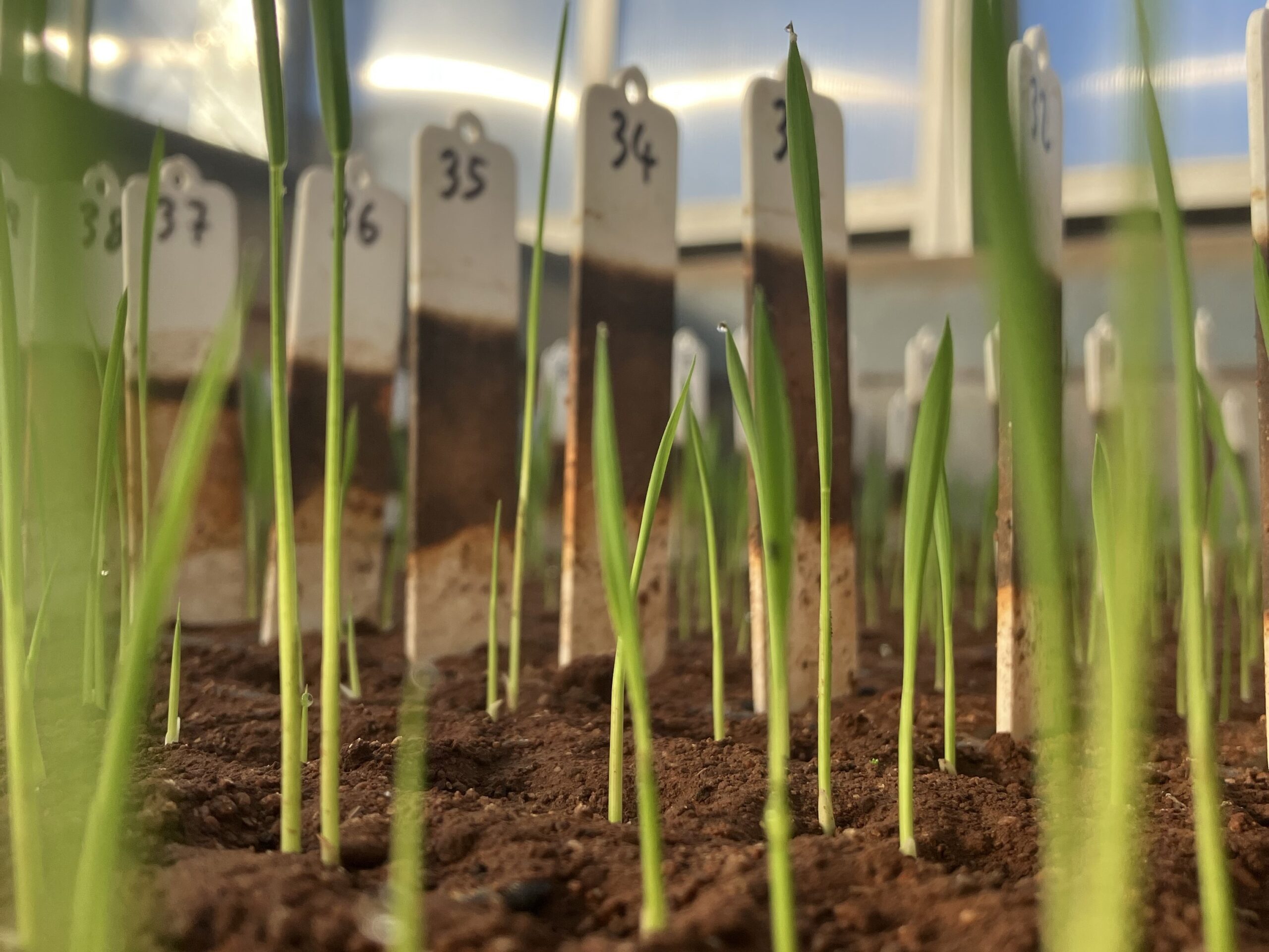 Driving innovation: Rice Breeding Australia’s milestones in 2025
