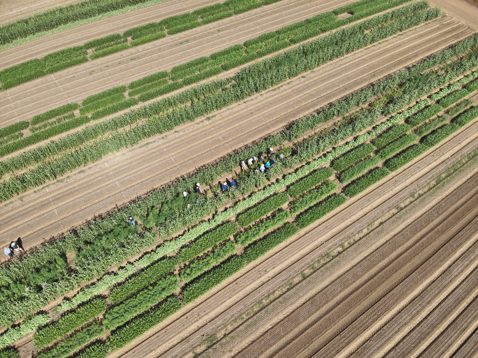 drone image of industrial hemp
