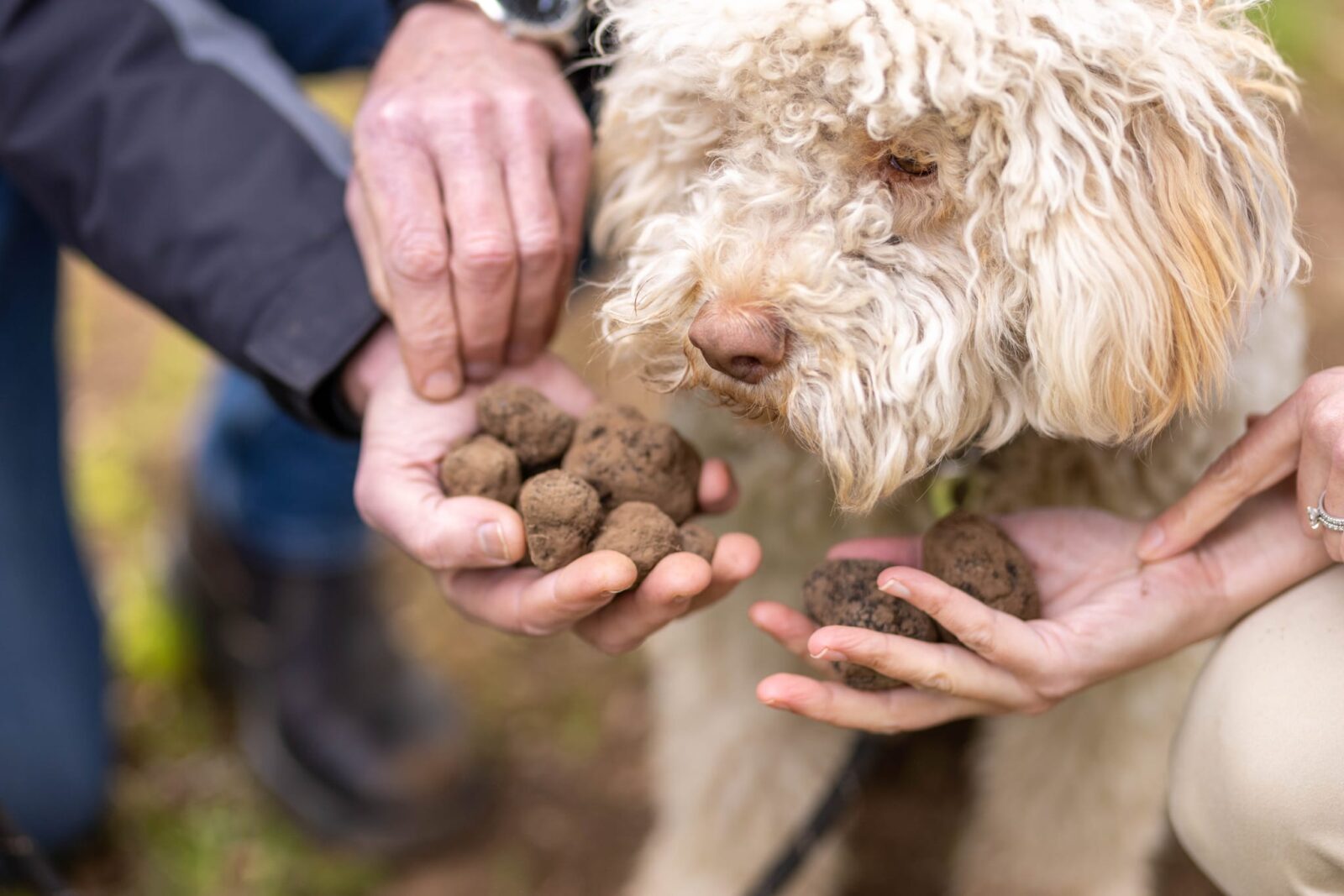 truffle dog smelling truffles