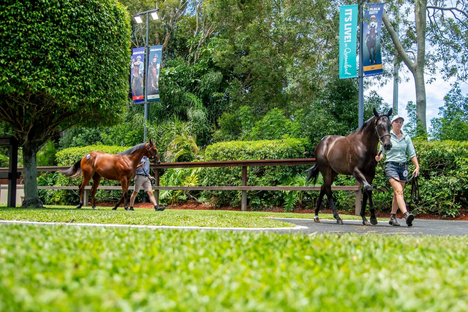 Australian Thoroughbred horses at yearling sales - part of Thoroughbred industry