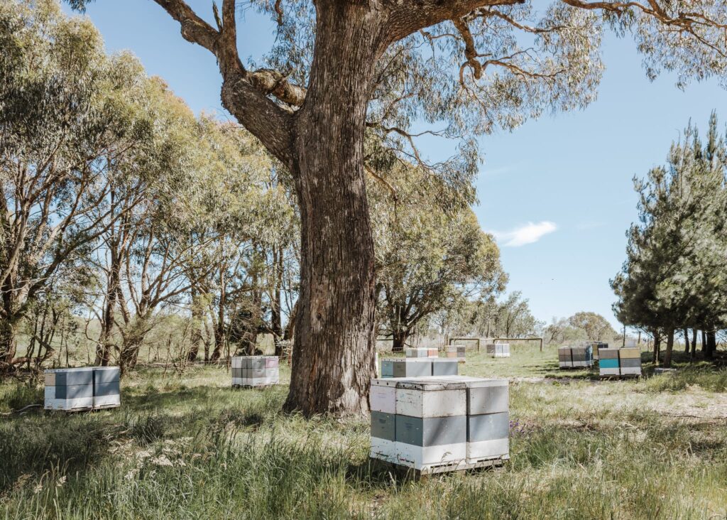 Beehive boxes scattered on grassy ground beneath a large eucalyptus tree in a sunny outdoor setting, surrounded by more trees under a clear blue sky—these hives house Australian honey bees for beekeeping.