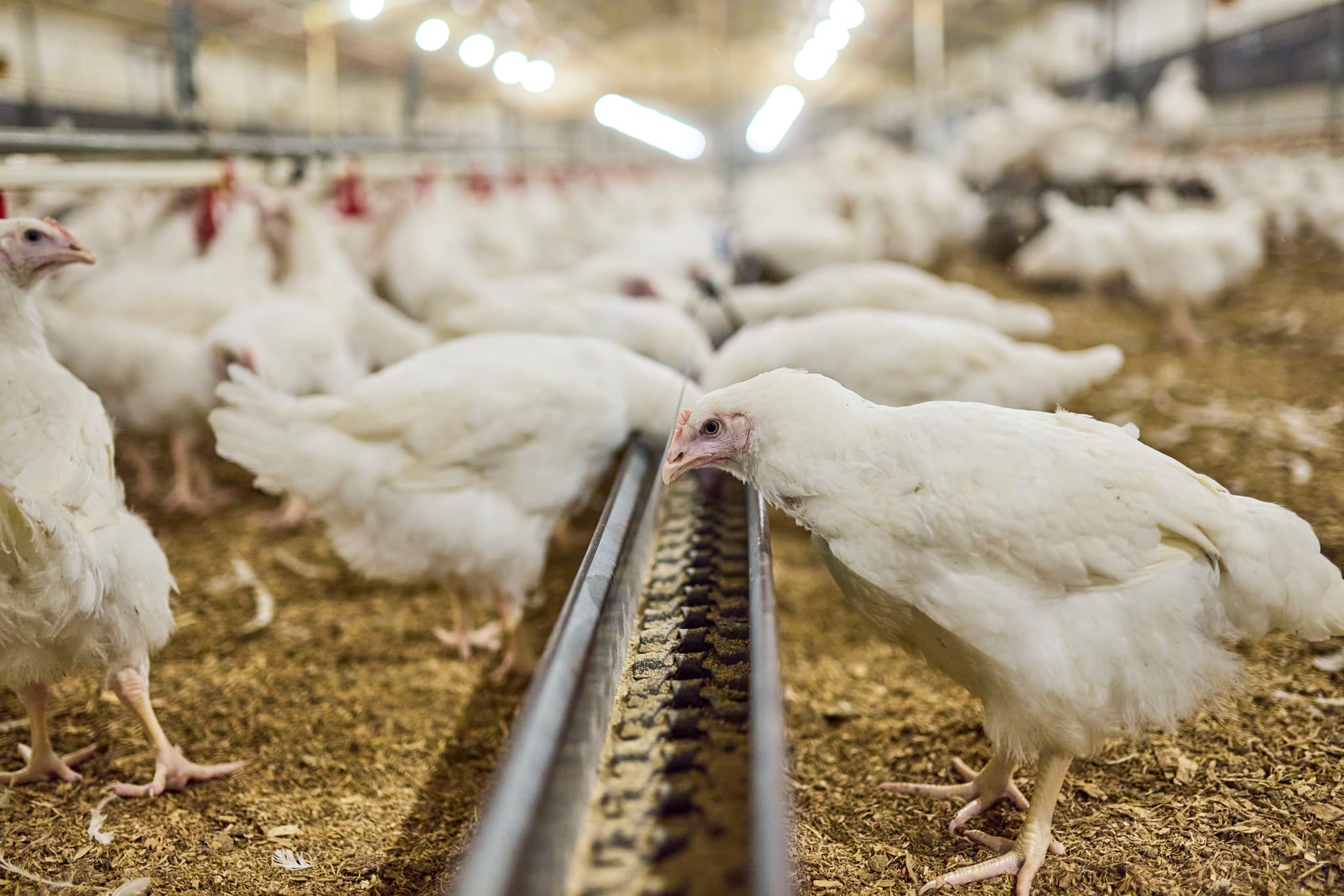 New data reveals $8 billion contribution of Australia’s chicken meat industry