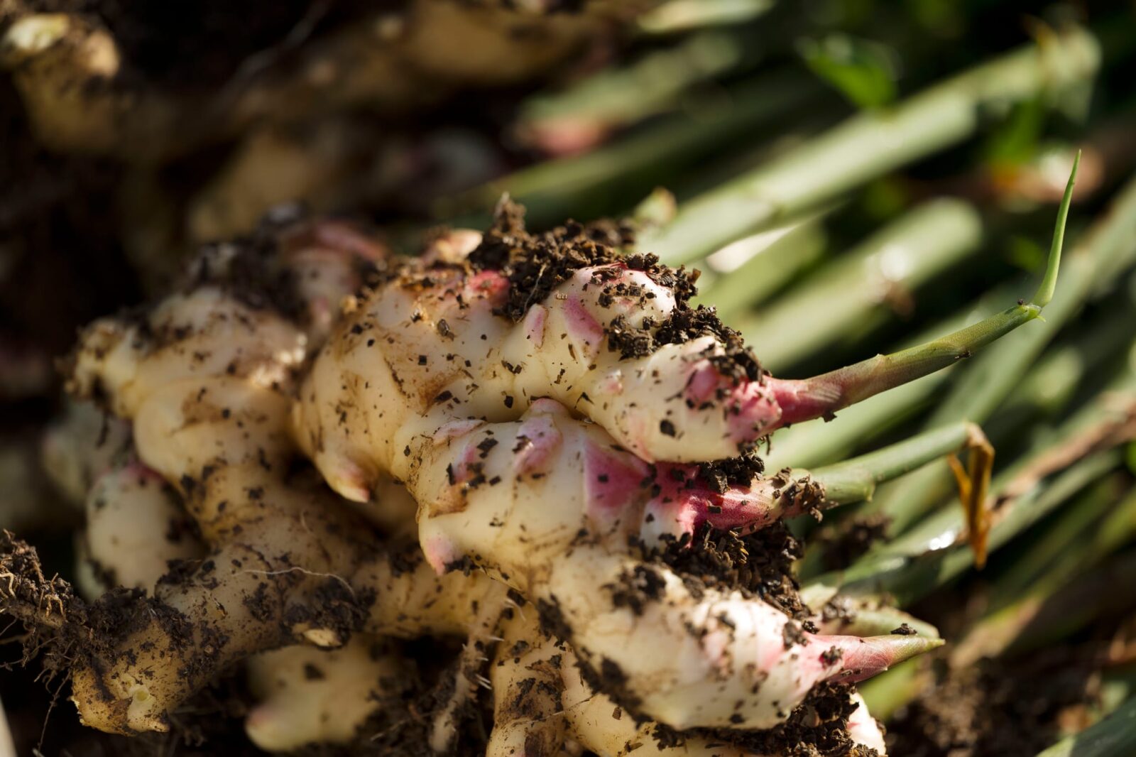 A close-up of freshly harvested young Australian ginger, its pale cream and pink skin still coated with rich soil.