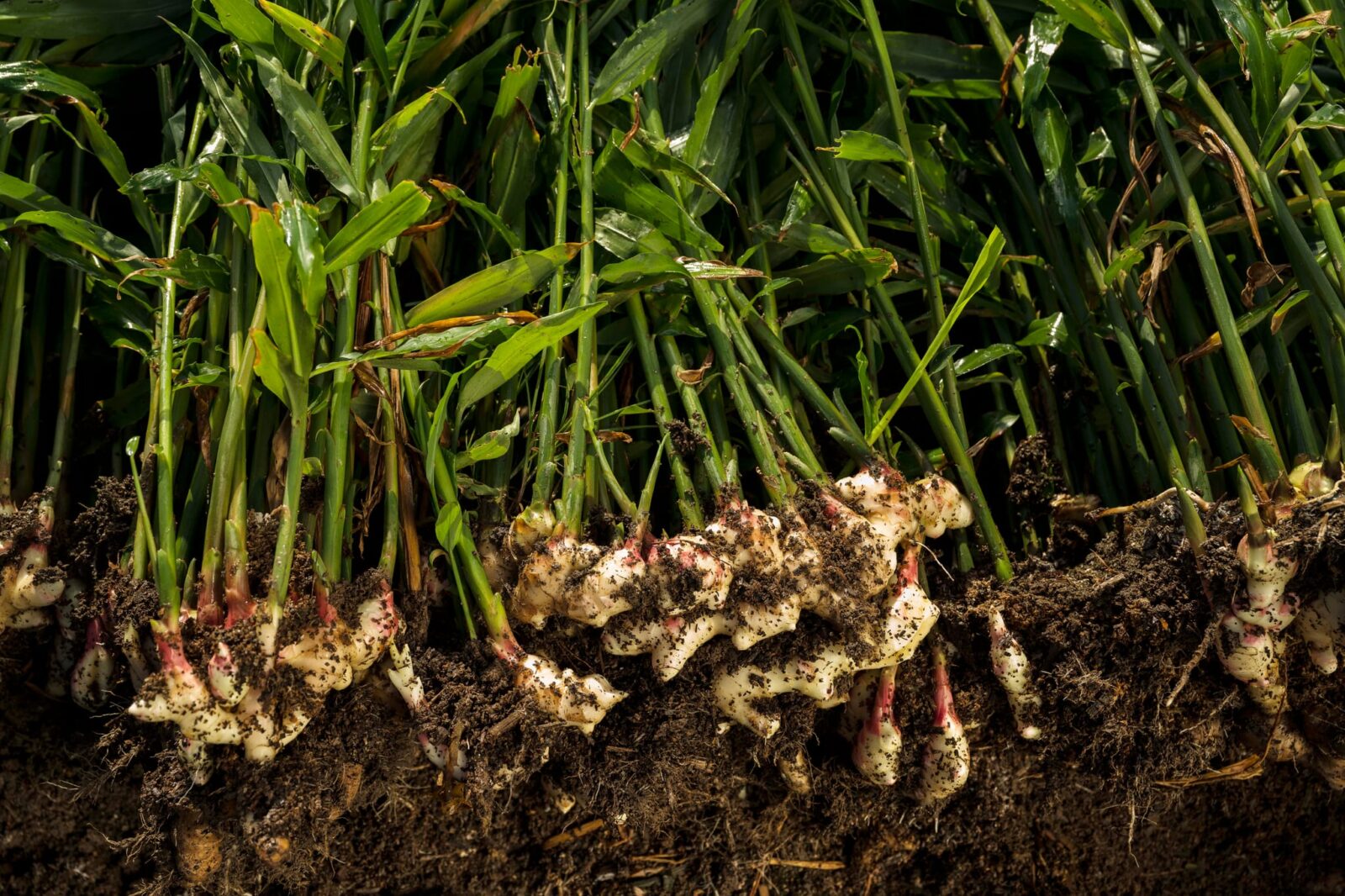Freshly harvested Australian ginger plants with roots exposed and soil attached.