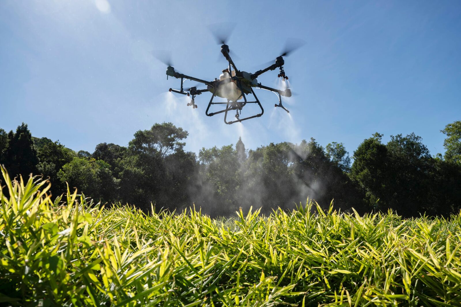 A drone sprays mist over a lush green ginger crop under a bright blue sky, with dense forest in the background