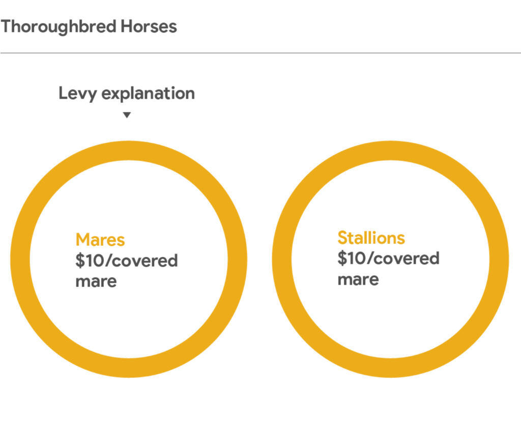 This infographic titled “Thoroughbred Horses” uses two separate gold circular rings to illustrate levy rates for mares and stallions. At the top is the heading “Levy explanation.” Below it, two identical doughnut rings sit side by side: The left ring contains text reading “Mares $10/covered mare.” The right ring contains text reading “Stallions $10/covered mare.” The infographic provides a simple representation of the levy applied per mare covered by either mares or stallions. No additional segments or colour variations are included.