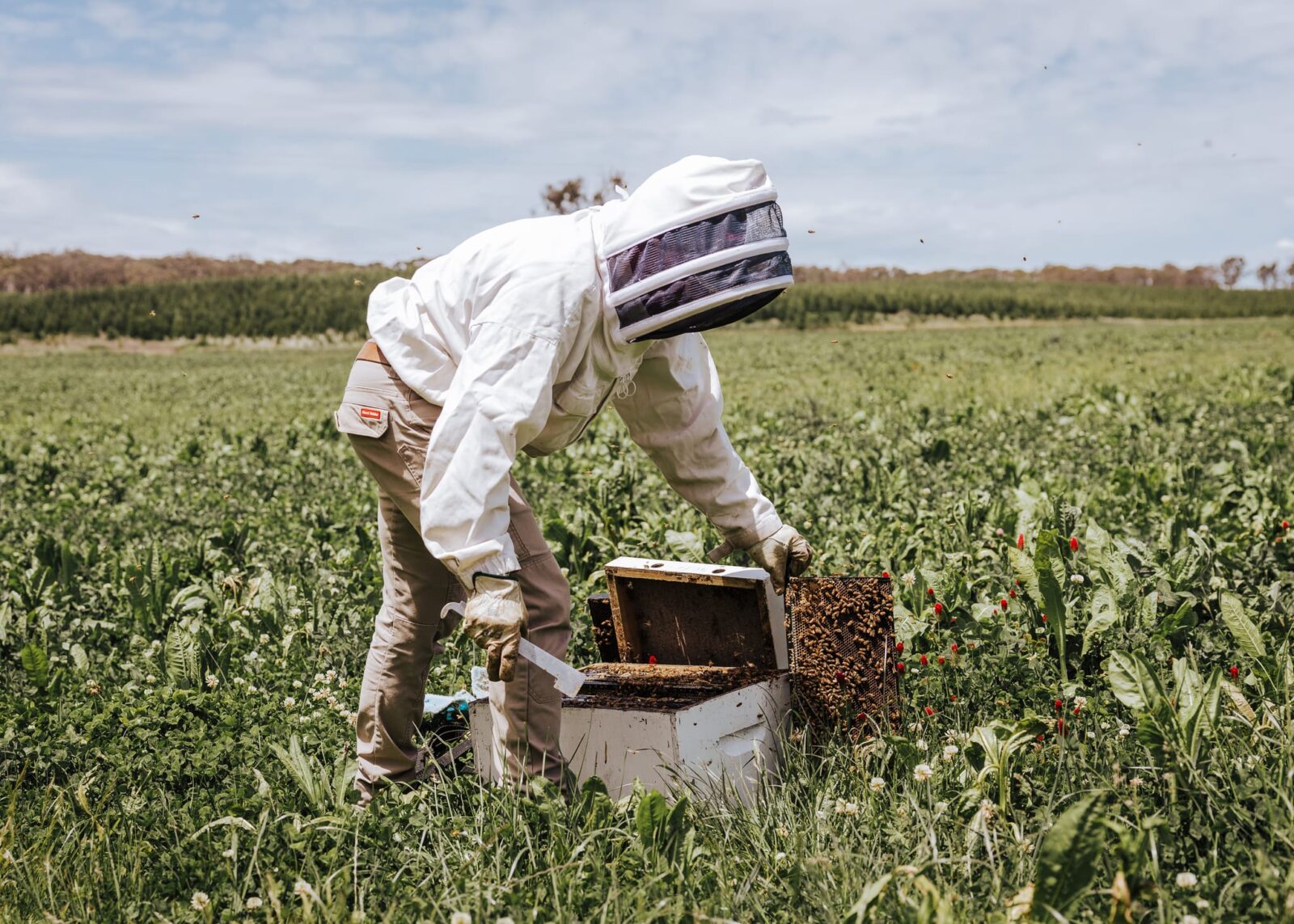 Beekeeper managing honey bee hive in paddock