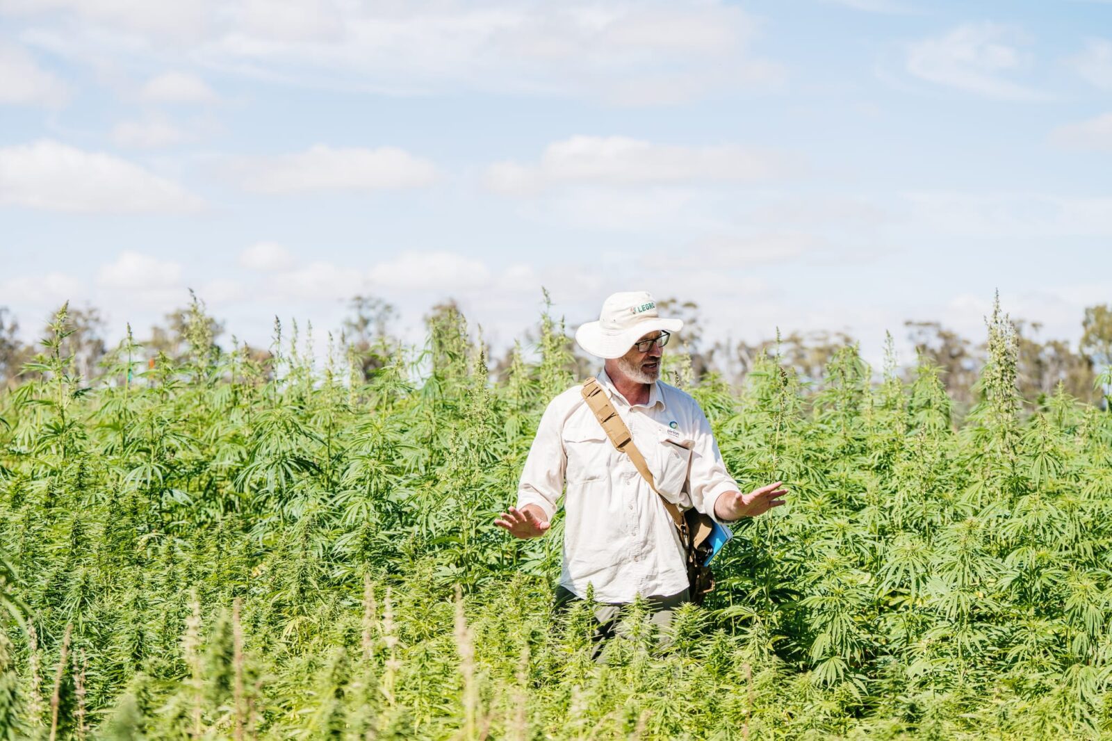 A person wearing a wide-brimmed hat and light work shirt stands in the middle of a tall, green industrial hemp crop field, gesturing with their hands while surveying the plants under a bright, partly cloudy sky.