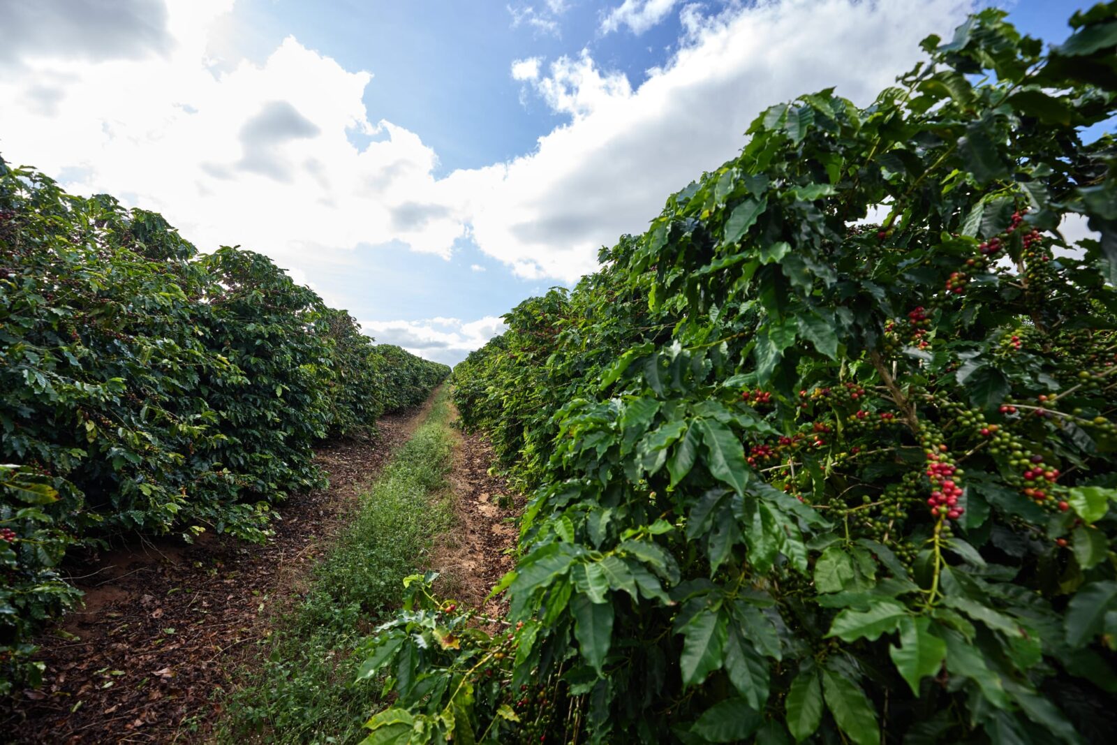 Rows of lush green coffee plants with clusters of red coffee cherries thrive under a partly cloudy sky, illustrating rural agriculture along a dirt path that runs through the center of the plantation.