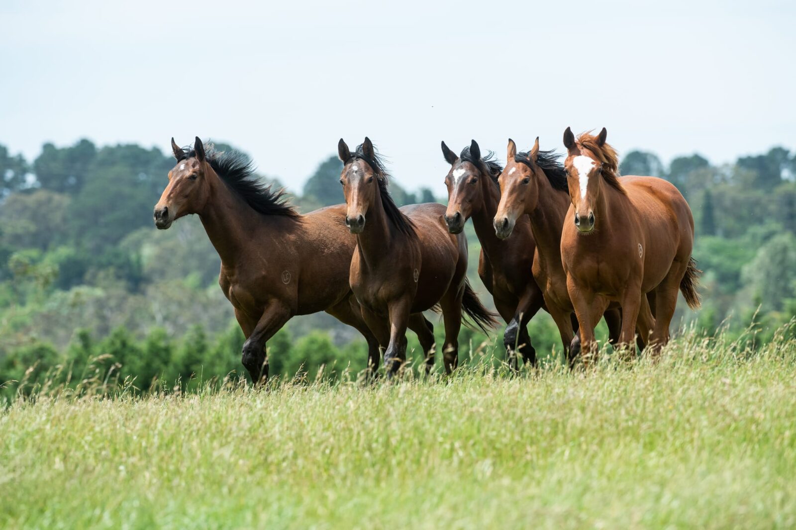 Five brown Thoroughbred horses run together through a grassy field with green trees and a partly cloudy sky in the background, capturing the spirit of the recent Thoroughbred Horses Research Update.