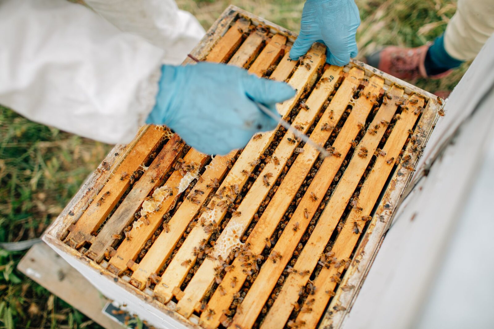 Beekeeper checking honey bees and hives