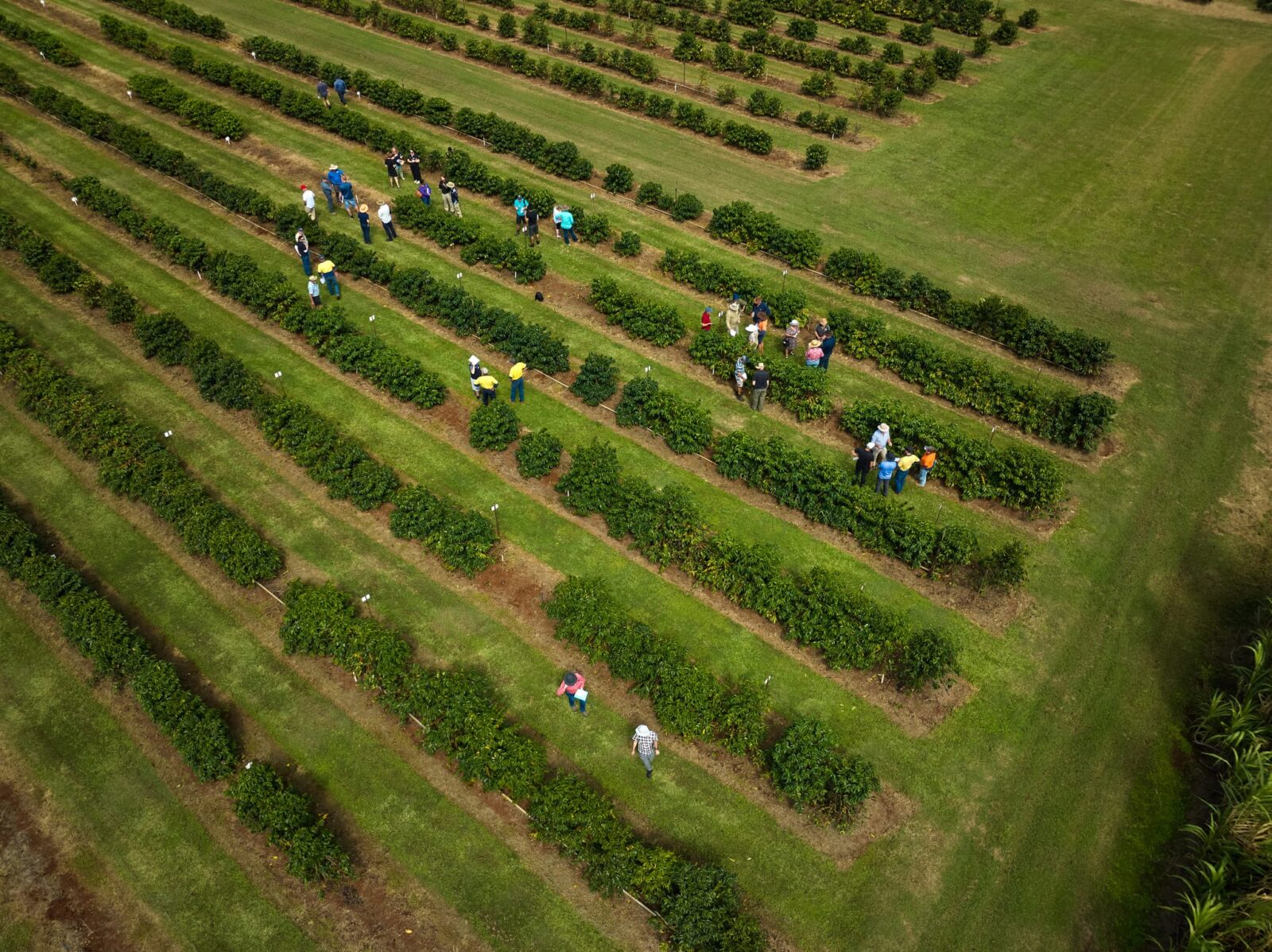 Aerial view of people picking crops among neatly spaced rows of green bushes on a large agriculture field with well-maintained grassy paths.