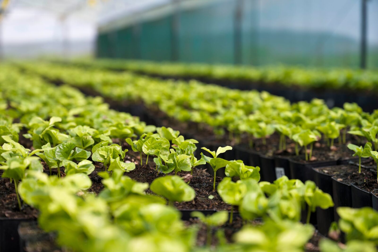 Rows of young green seedlings growing in individual pots inside a greenhouse, with soft natural light and a blurred background, create an ideal setting for rural research on sustainable crops.