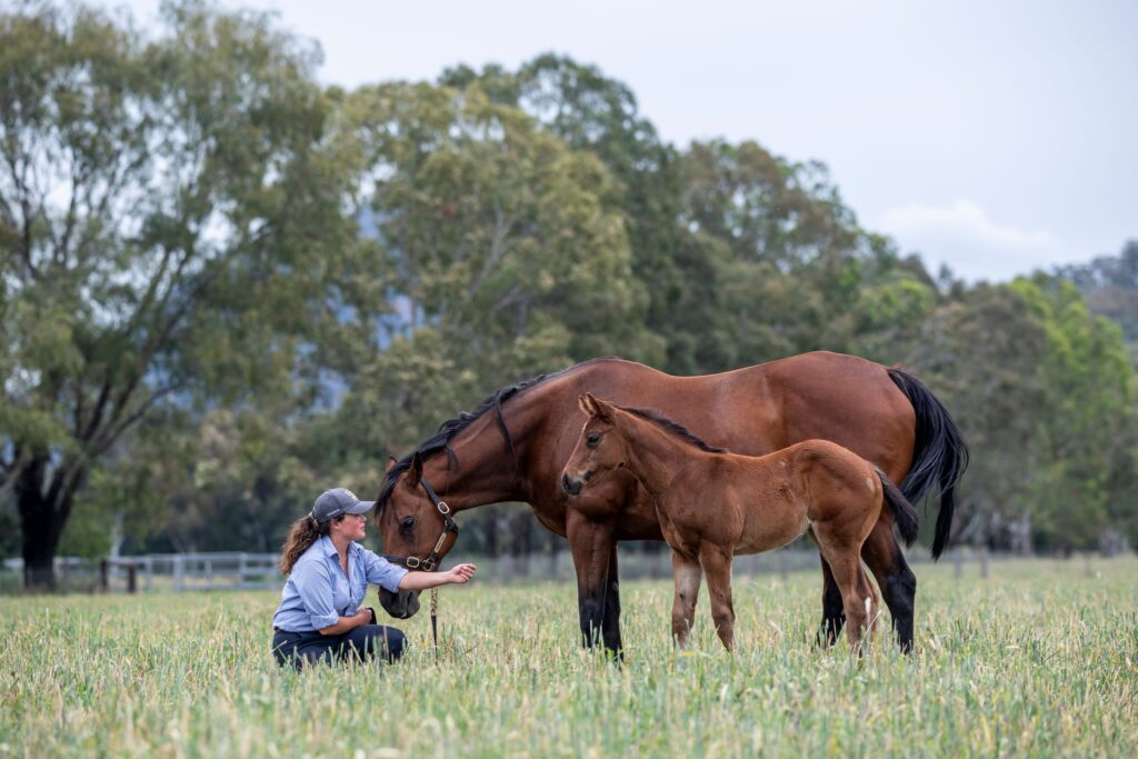 Thoroughbred horses program mares and foals, woman in paddock caring for horses
