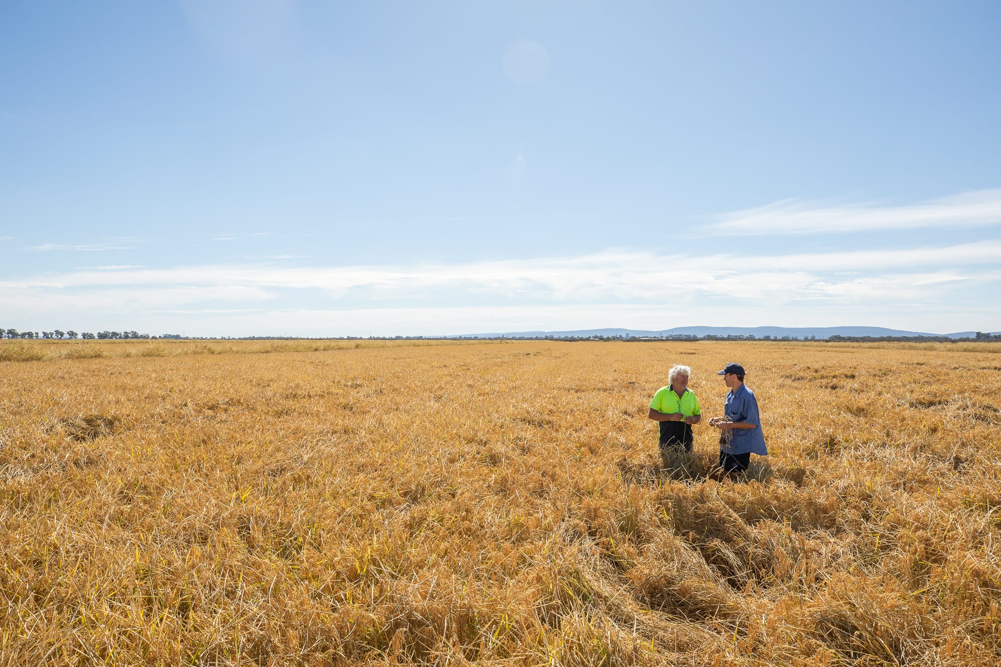 Grower insights guiding the next Rice RD&E Plan