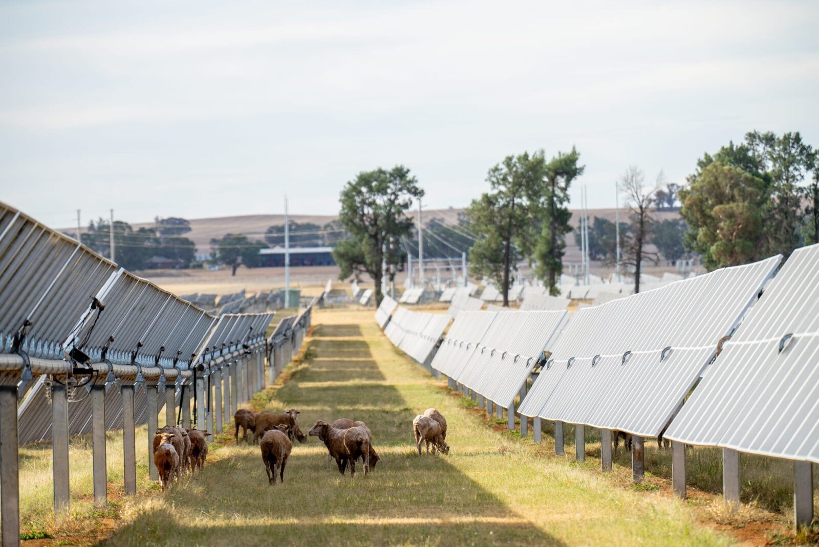 A group of sheep graze on grass in a field between rows of solar panels under a partly cloudy sky, with trees and farmland visible in the background.