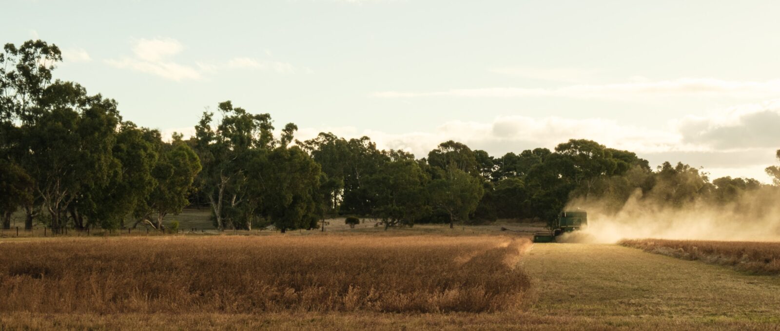 A combine harvester moves through a golden-brown field, kicking up dust under a clear sky, with tall green trees lining the background.