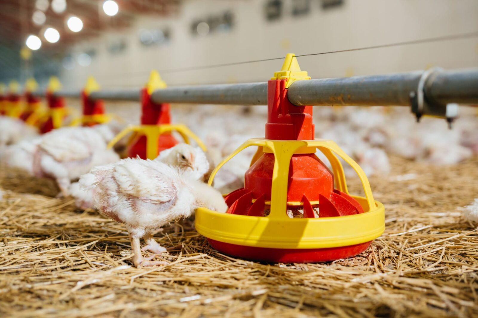 Chickens eating from a red and yellow automatic feeder inside a large poultry barn with straw-covered floor and blurred chickens in the background.