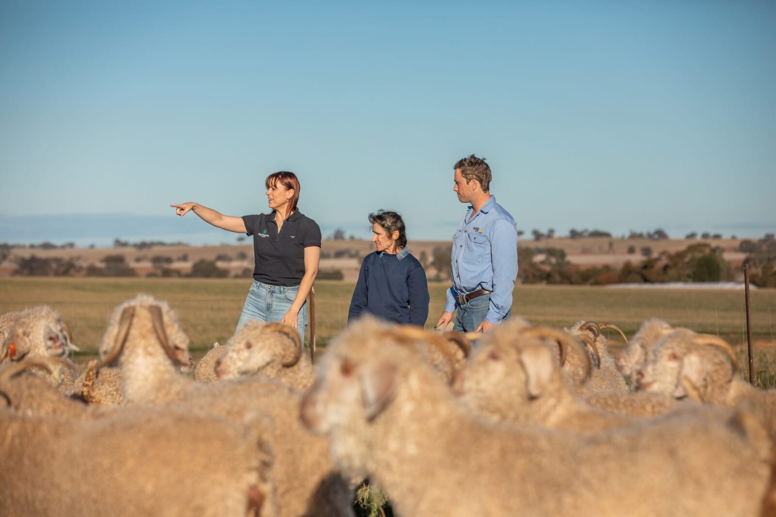 Three people stand in a field among a flock of sheep, as if discussing insights from a Company Directors’ Course. One person on the left points into the distance, whilst the others look on under an open, rural sky.
