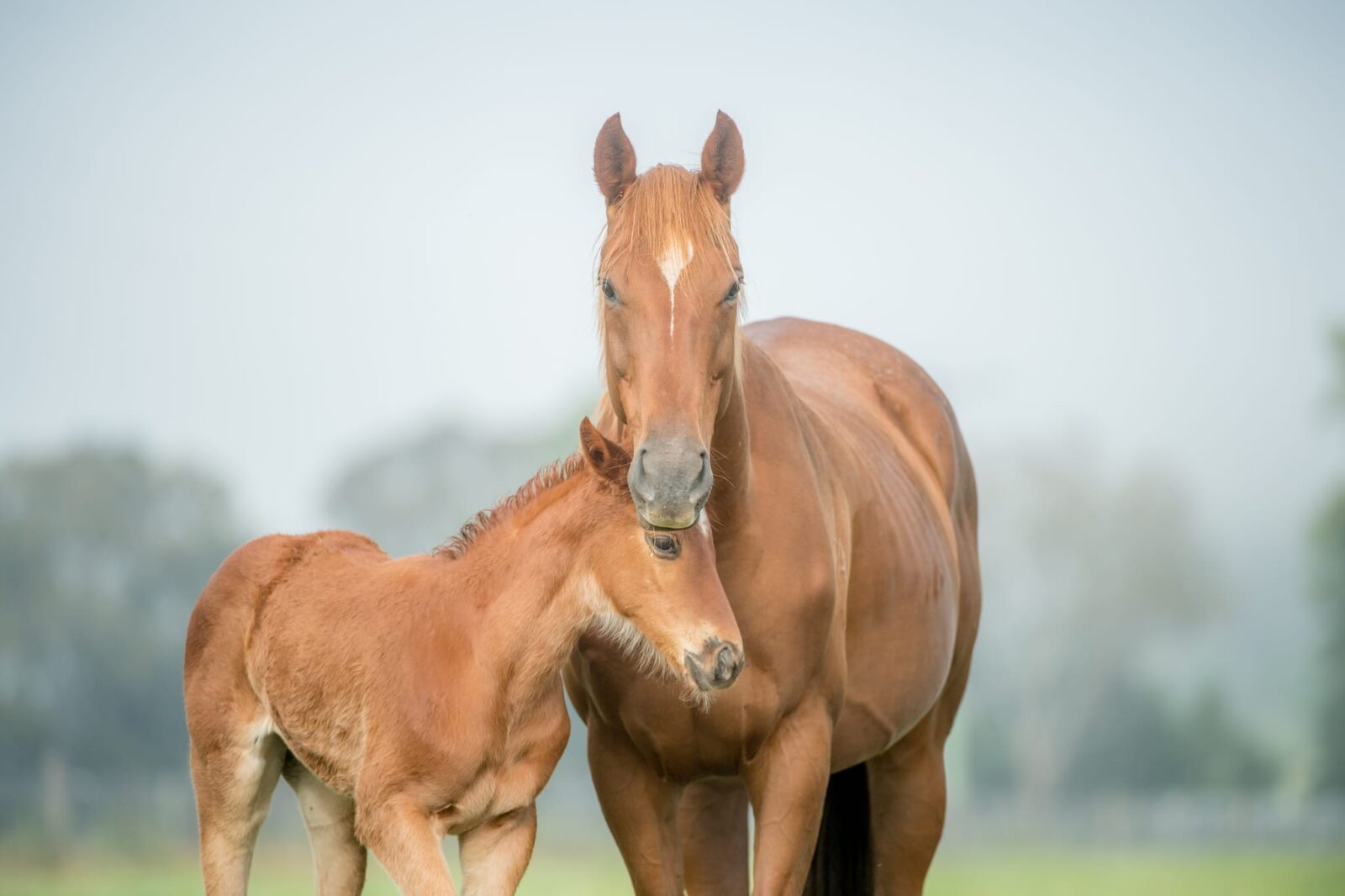 A brown mare stands closely with her foal in a grassy field. The foal nuzzles the mare affectionately, and both horses look calm. The background is blurred green with hints of trees.