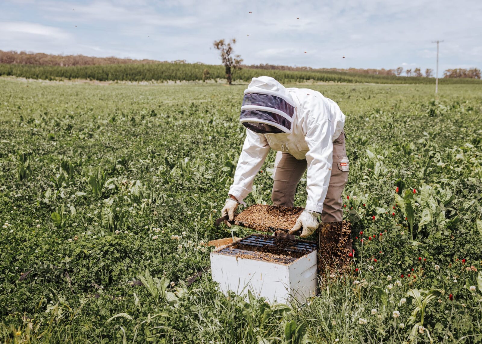 A beekeeper in protective clothing inspects a honeycomb frame from a hive box in the middle of a green field on a sunny day.