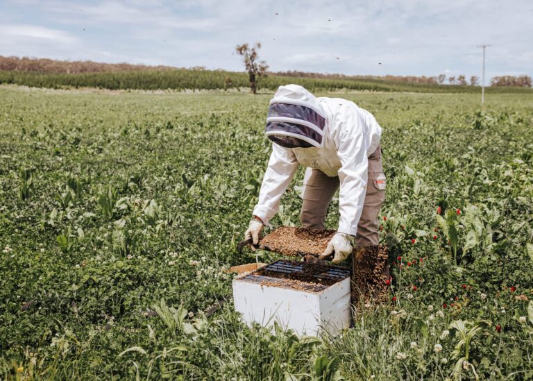 News and event image for Help shape the future of Australian beekeeping: Advisory Panel recruitment open