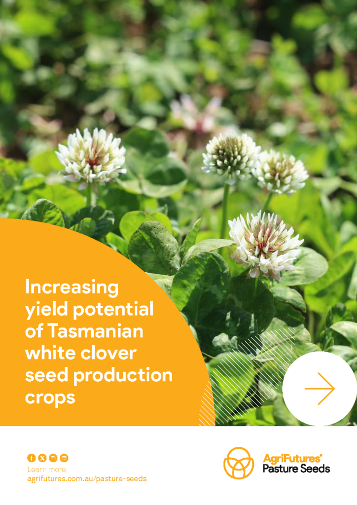 Close-up of flowering white clover and green leaves in a field. Text overlay promotes the "Report: Increasing yield potential of Tasmanian white clover seed production crops" with AgriFutures Pasture Seeds branding.