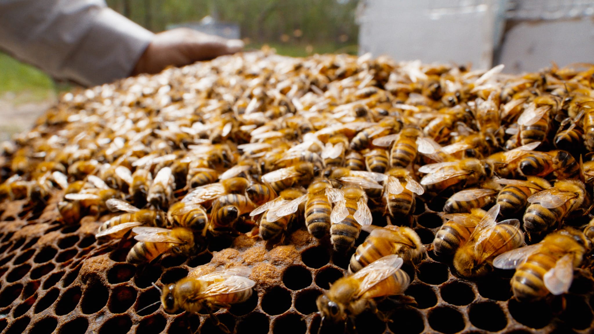 A close-up view of a beehive covered with numerous honeybees, with a human hand visible in the background tending to the hive.