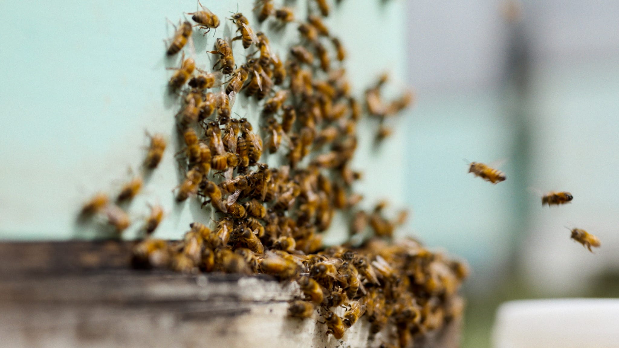 A large group of bees swarms around the entrance of a beehive, with several bees flying nearby and others clustered on the hive’s edge. The background is blurred, emphasising the activity at the hive.