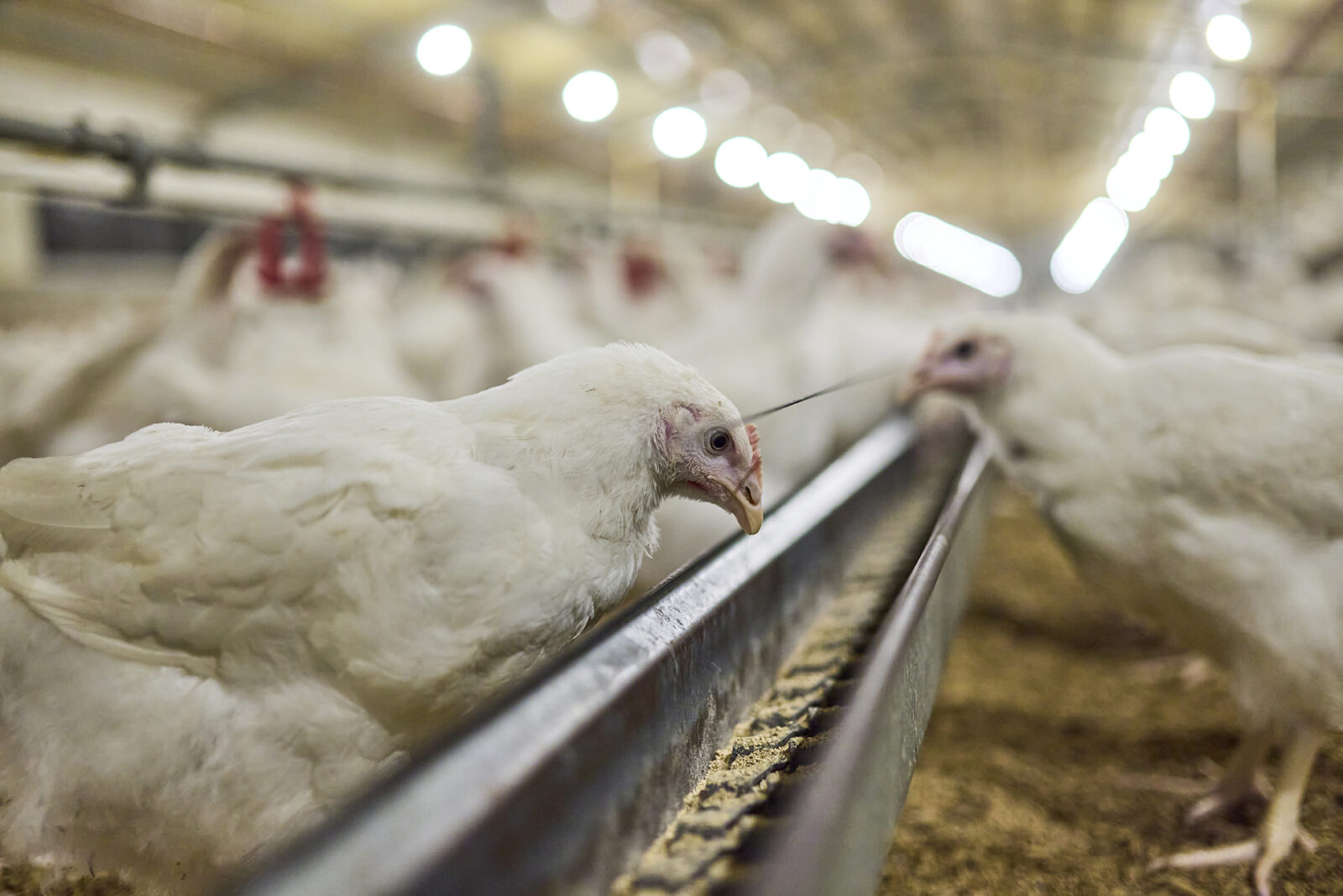 Broiler chickens feed from a long trough inside a large, brightly lit chicken shed. The background is filled with more chickens and rows of lights, creating a sense of depth and activity.