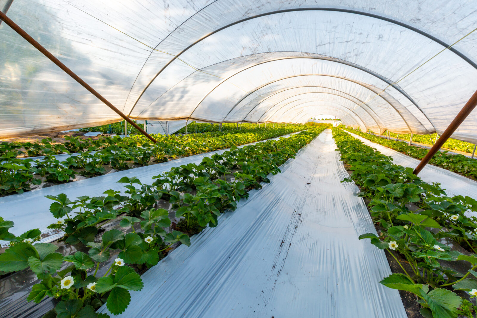 Rows of strawberry plants growing inside a large, clear plastic polytunnel with sunlight shining through—a modern approach reflecting the energy transition in agriculture. The ground is covered with reflective plastic mulch.