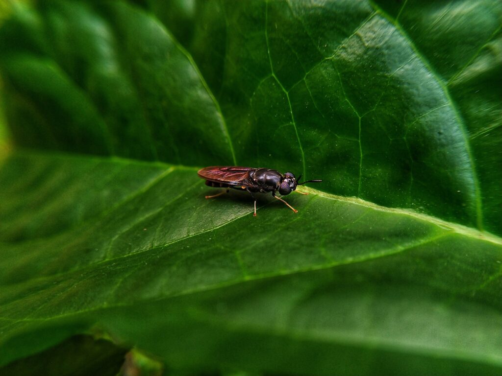A close-up of a small black insect with wings perched on a vibrant green leaf, showing detailed texture on both the insect and the leaf.