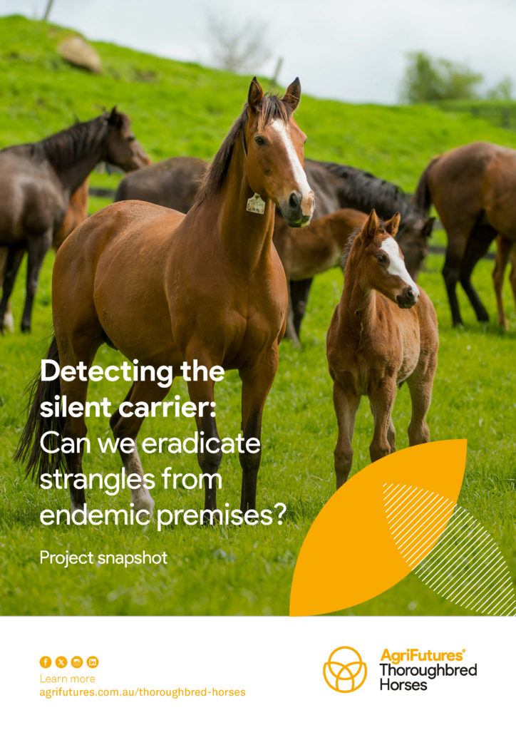 A group of adult horses and foals stands on green grass, with a tan mare and foal in the foreground. Text about eradicating strangles appears beside the AgriFutures Thoroughbred Horses logo for “Project snapshot: Detecting the silent carrier”.