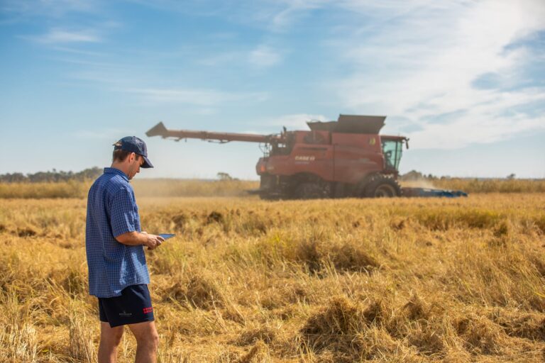 News and event image for Real-time monitoring for Australia’s rice industry