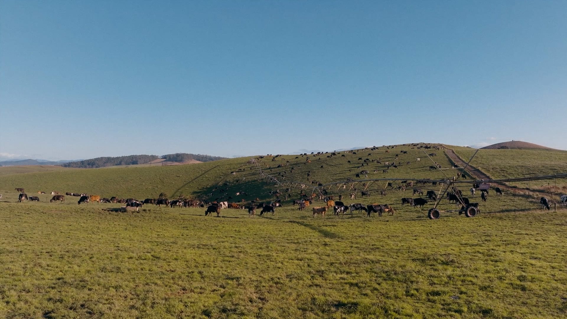A wide, grassy field on rolling hills with many cows grazing under a clear blue sky. A weather station stands near the dirt path and farm equipment to the right. Trees and distant hills line the horizon.