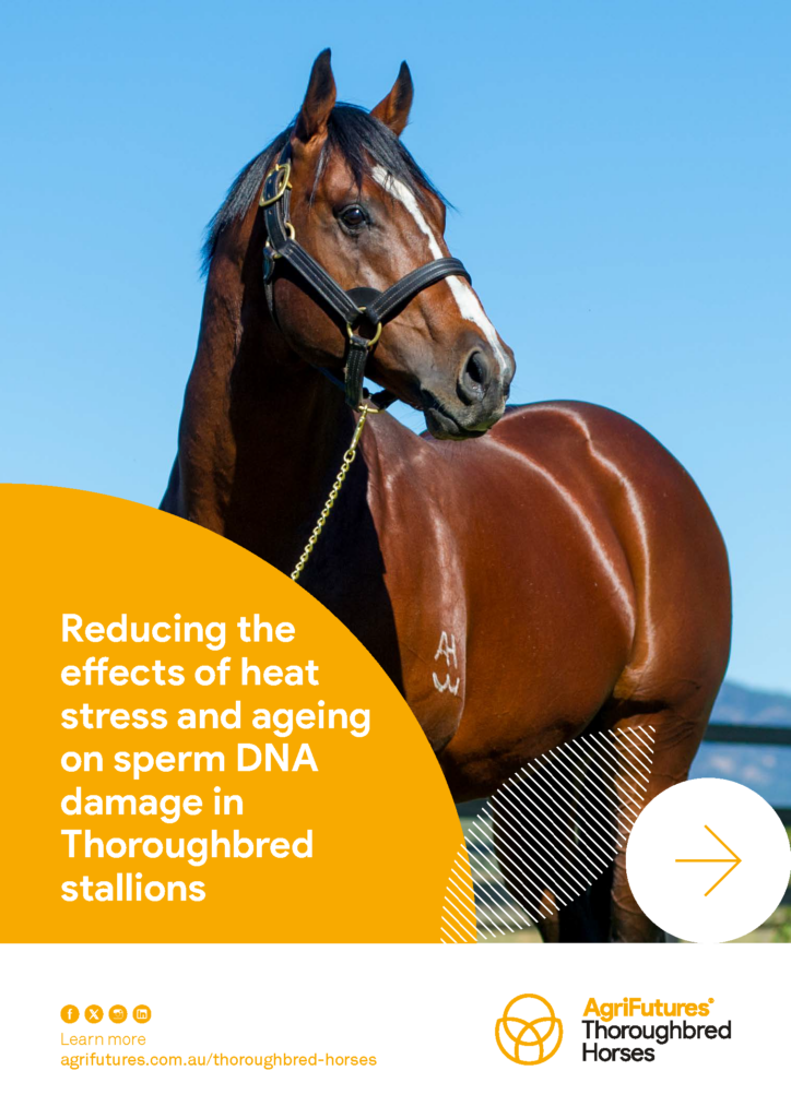 A brown Thoroughbred stallion with a black mane stands outdoors, wearing a headcollar. Overlaid text discusses reducing heat stress and sperm DNA damage in Thoroughbred stallions. The AgriFutures Thoroughbred Horses logo and the Project snapshot: product name are visible.