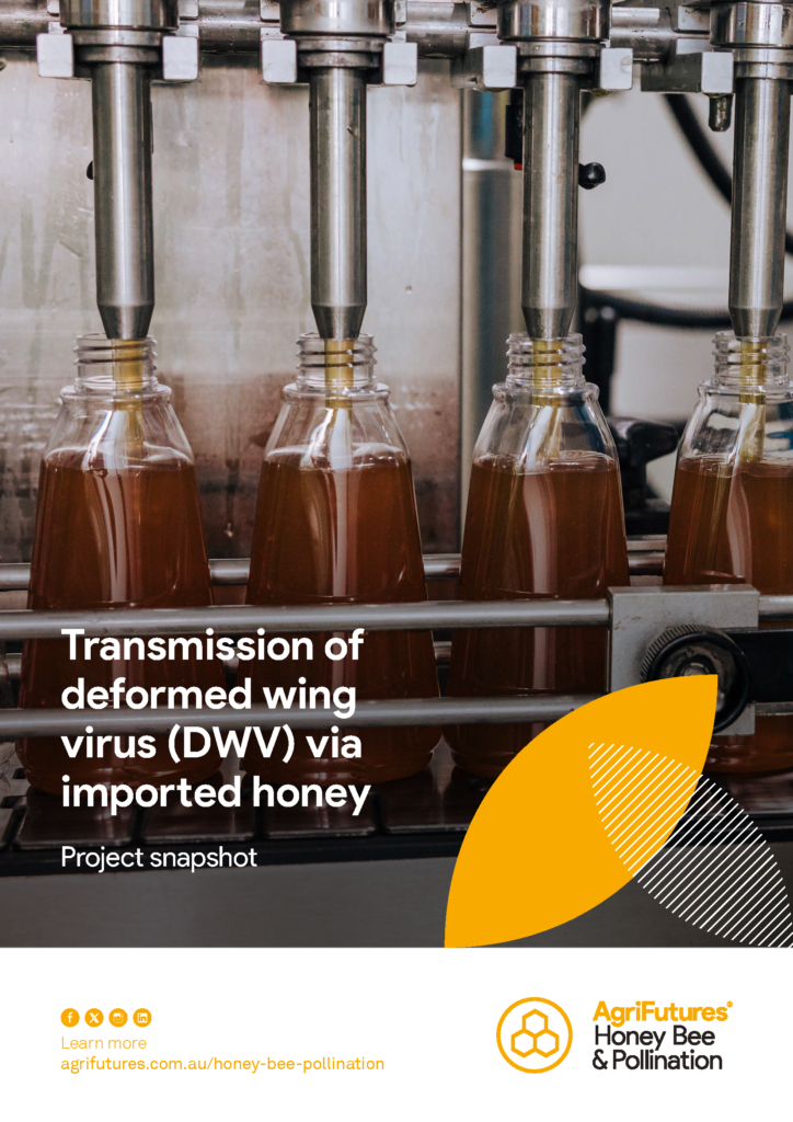 Four glass bottles are being filled with honey by a metal bottling machine. The image features text about the findings from "Project snapshot: Transmission of deformed wing virus (DWV) via imported honey," and the AgriFutures Honey Bee & Pollination logo is displayed.
