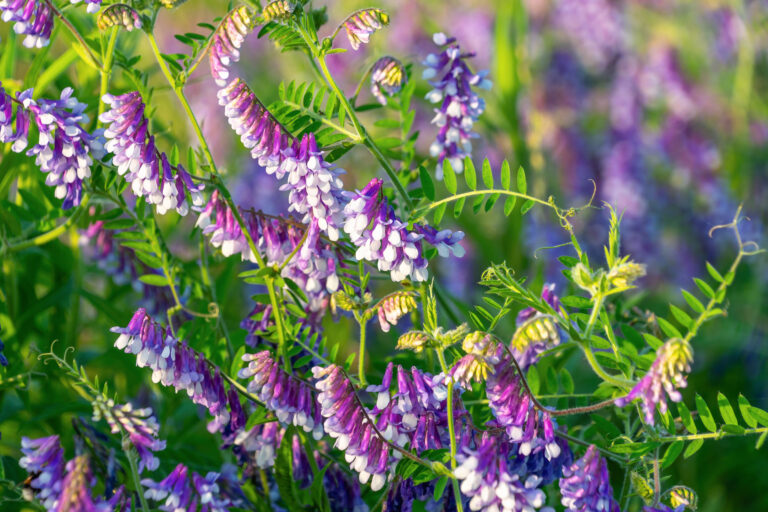 News and event image for Cover crops could ease the shift from perennial seed to annual crops